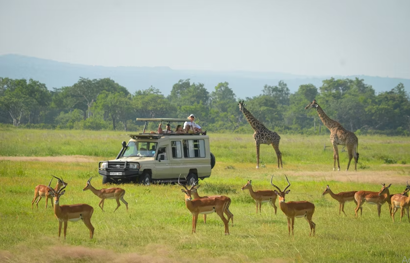 Mikumi National Park 1-day safari tour from Zanzibar - Image 2